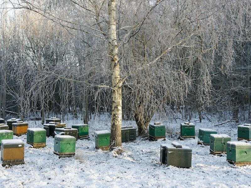 What do Beekeepers do During the Winter