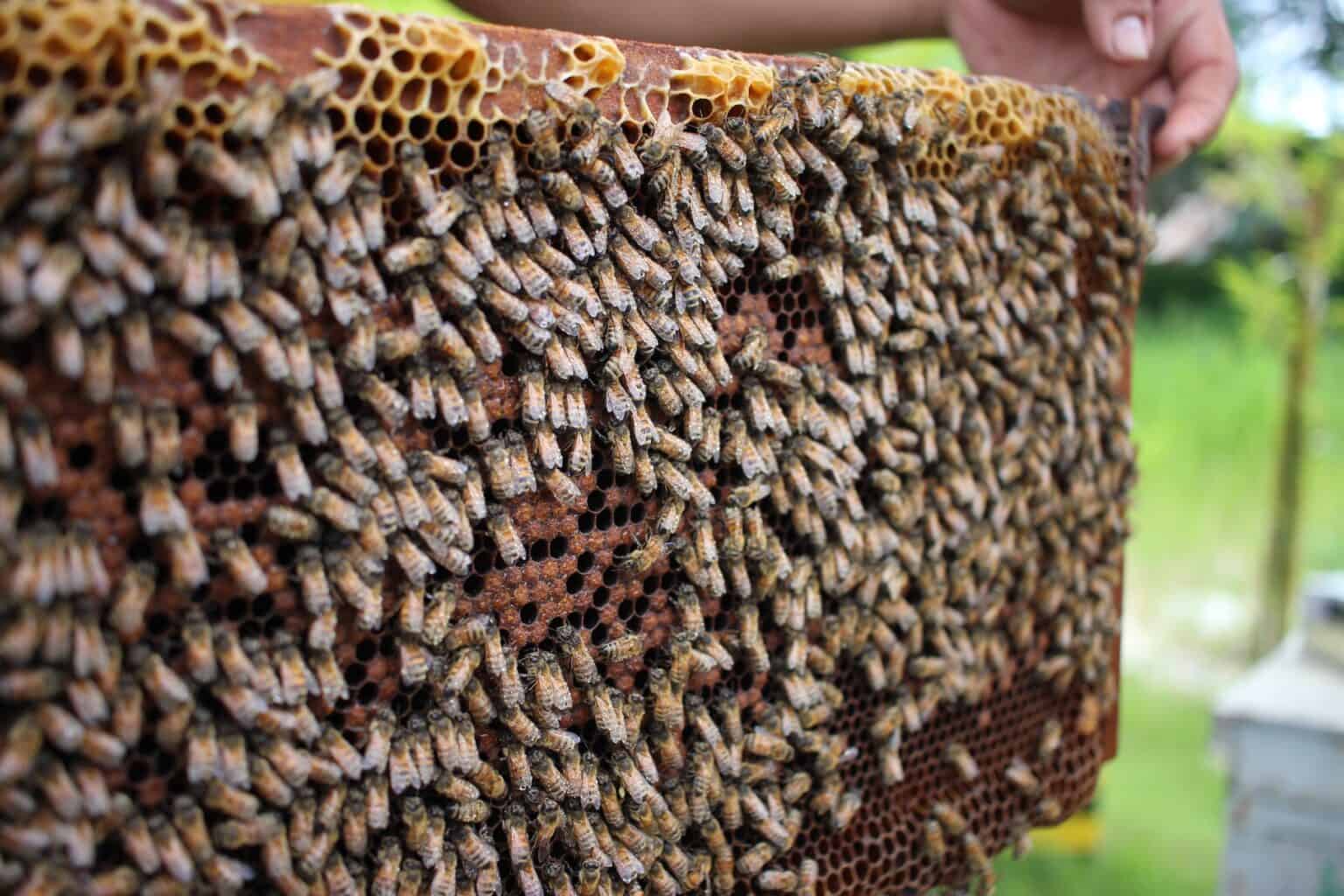 what-is-a-group-of-bees-called-beekeeping-101