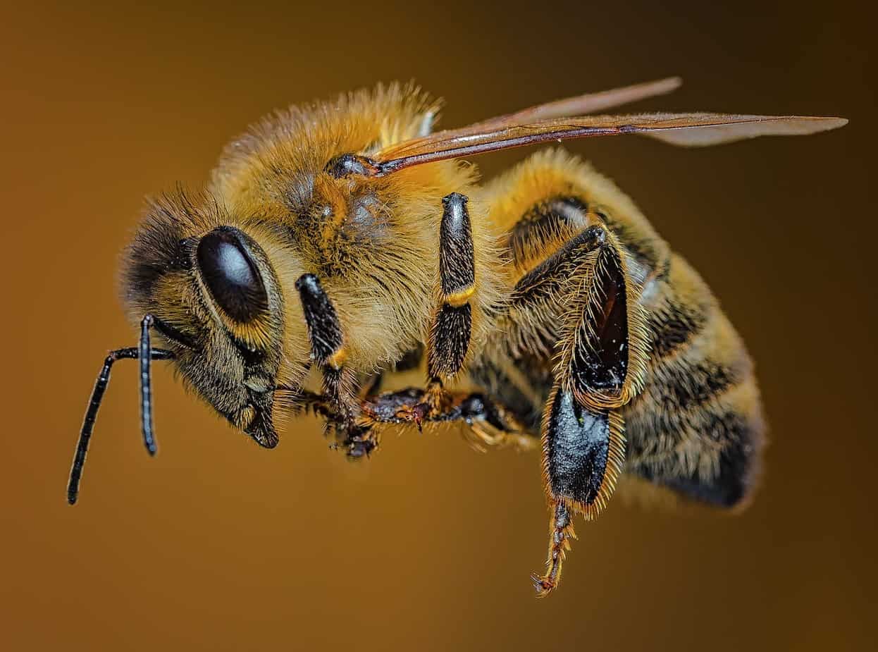 Why Do Bees Have Sticky Hair