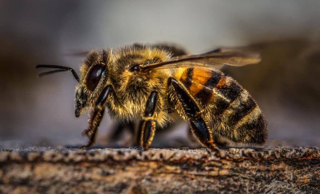 Why do bees have sticky hair