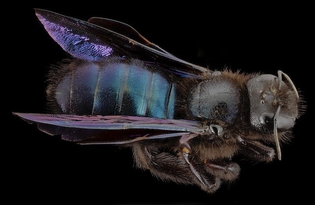 A blue carpenter bee