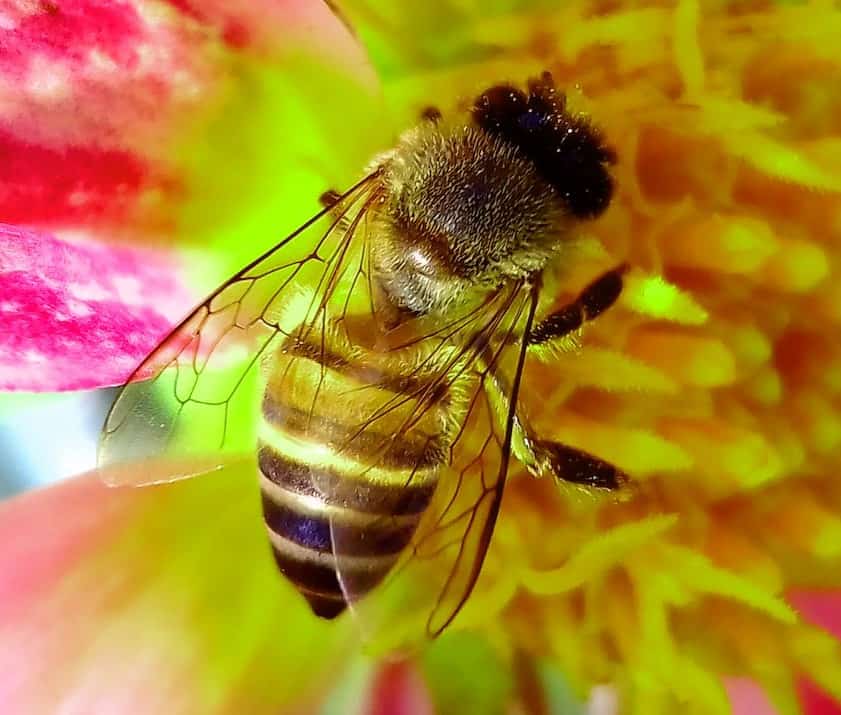 A honey bee, unlike other bees, has a honey stomach
