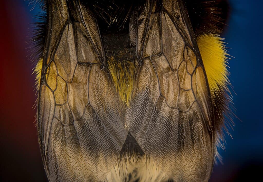Bee Anatomy: wings