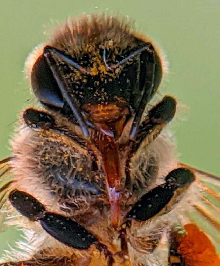 Bee anatomy: The proboscis works like a tongue for humans
