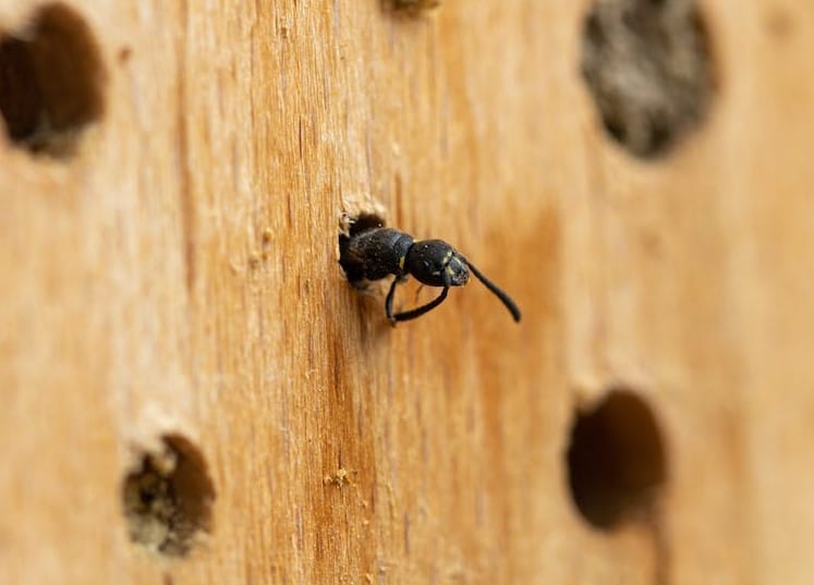 Bee nesting on wood