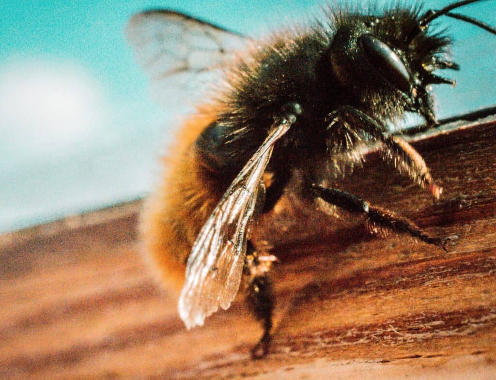 Bee on wood