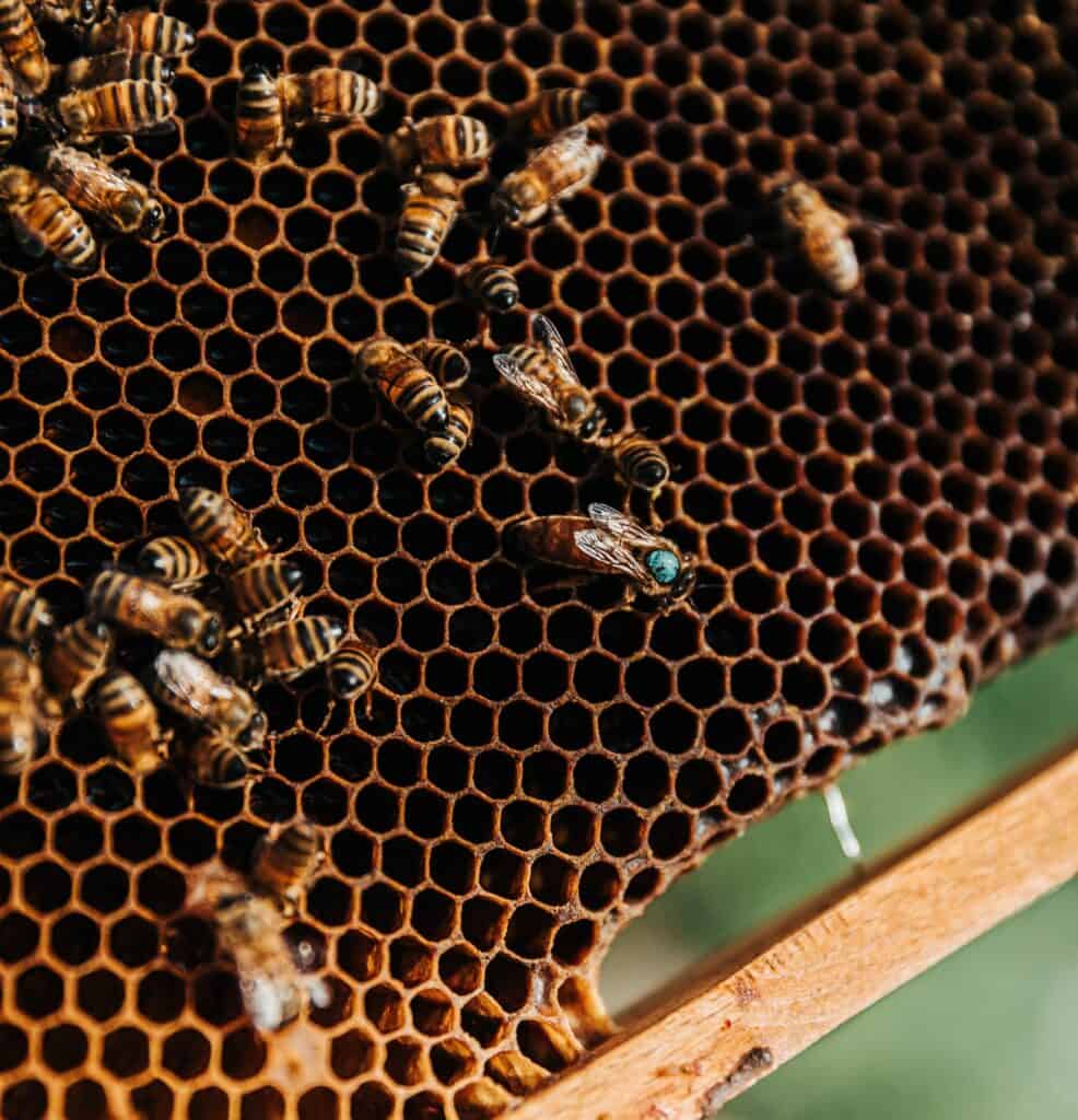 Bees are social insects working together to build honeycomb