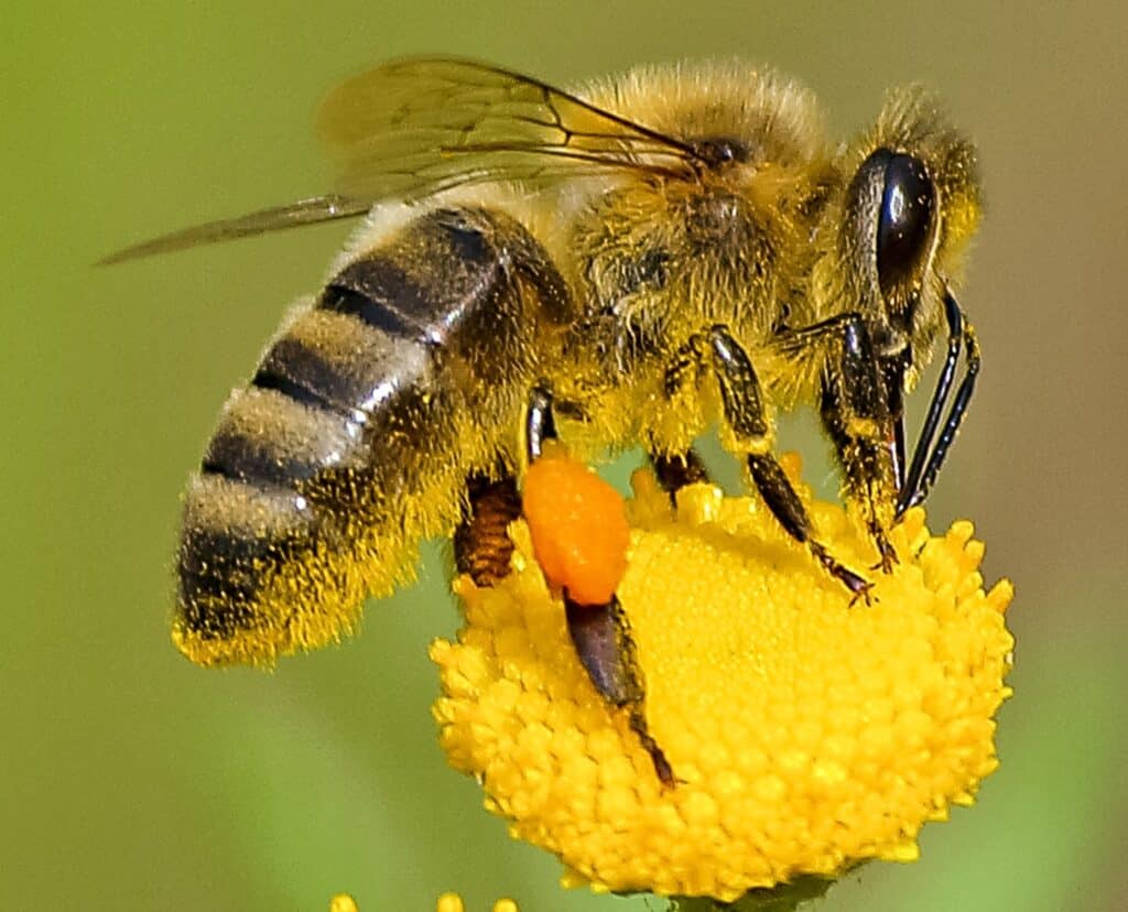 Bees body parts: Hind leg holds the pollen basket
