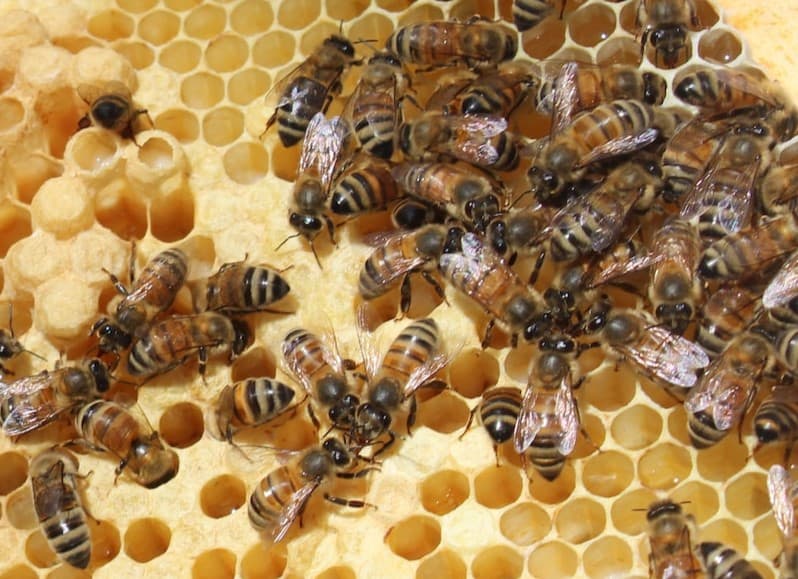 Bees use Wax and Propolis