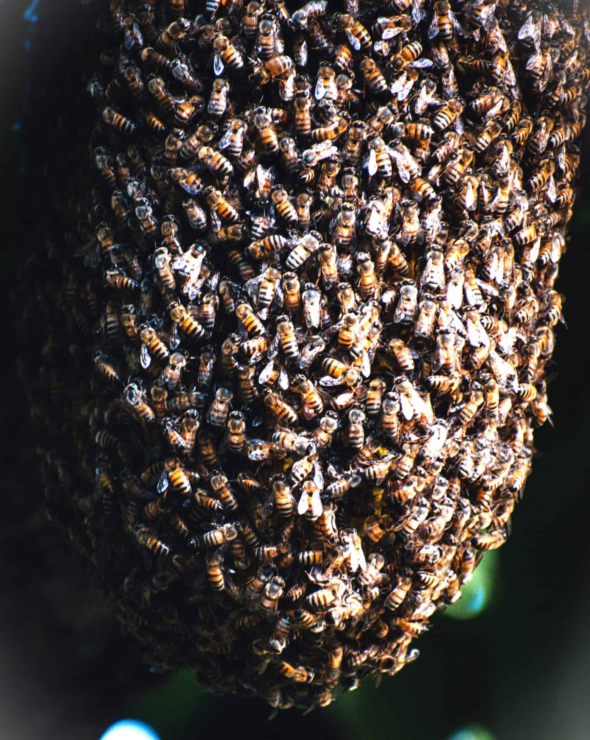 Wasp Nest vs. Bee Nest? How Can You Tell The Difference? - Beekeeping 101