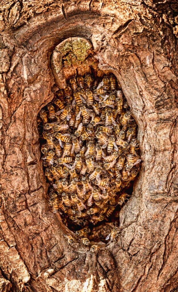 Honey bee hive on a tree branch