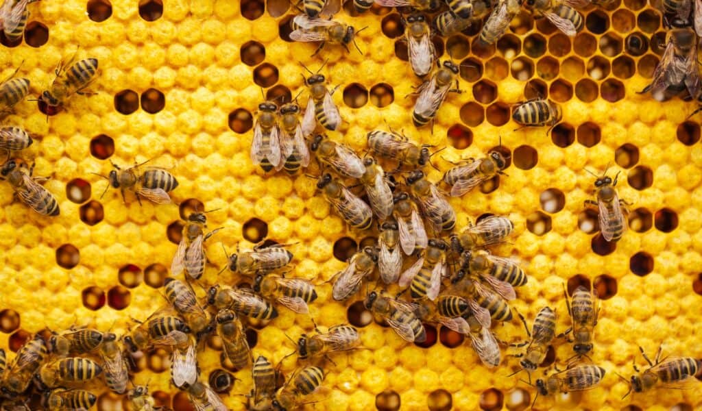 Honey bees build wax comb as part of their nesting habits