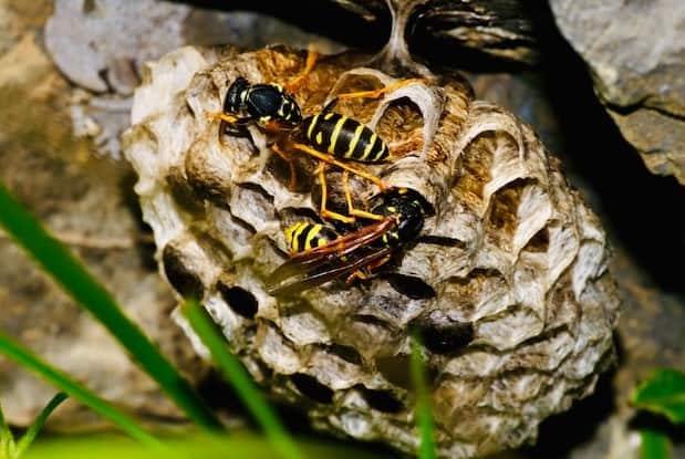 How to tell the difference between Wasp Nest and Bee Nest