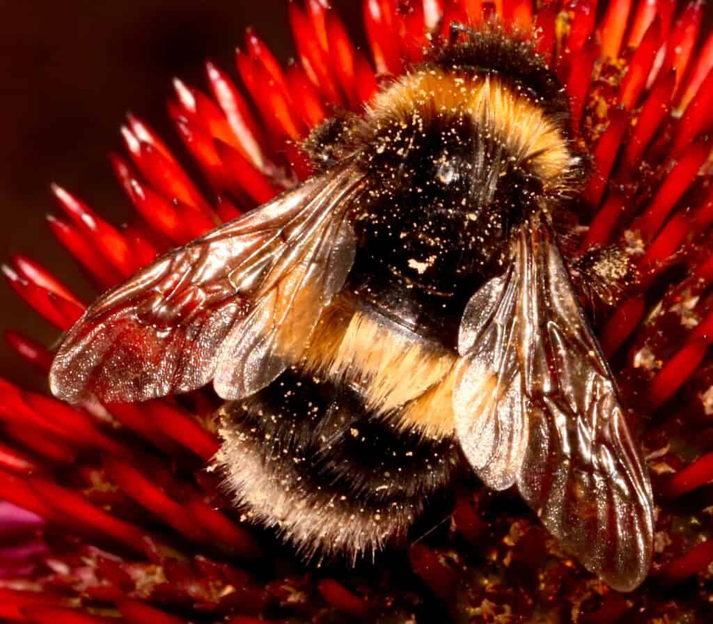 Like bumblebees, the Xylocopa caerulea do not produce honey