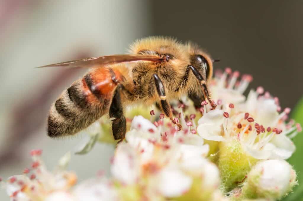 Understanding honey bee anatomy