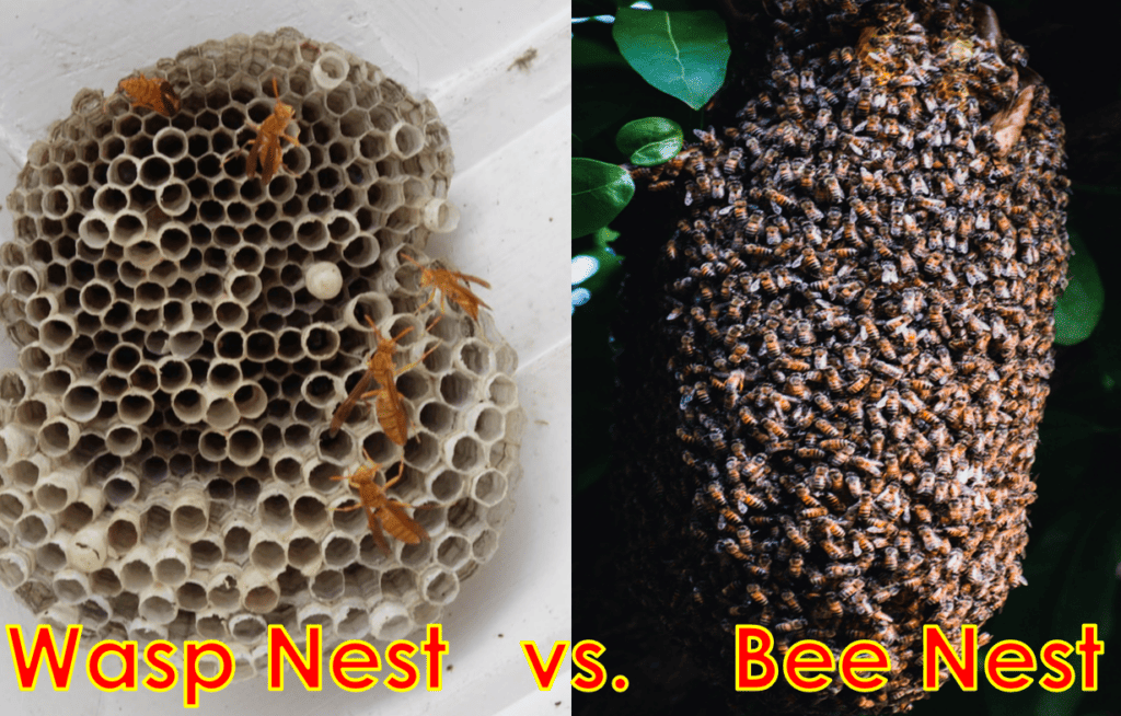 Wasp Nest vs. Bee Nest? How Can You Tell The Difference? - Beekeeping 101