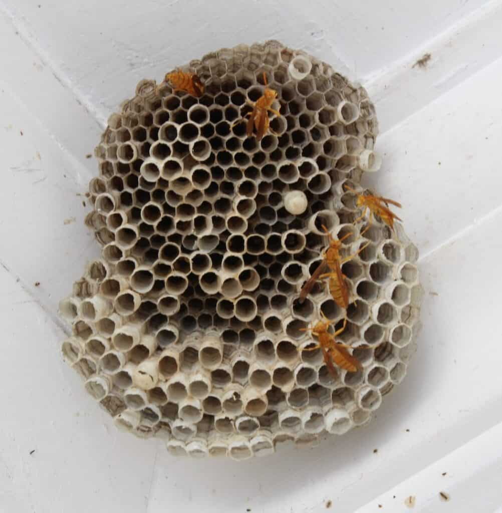 Wasp nests are built for laying eggs