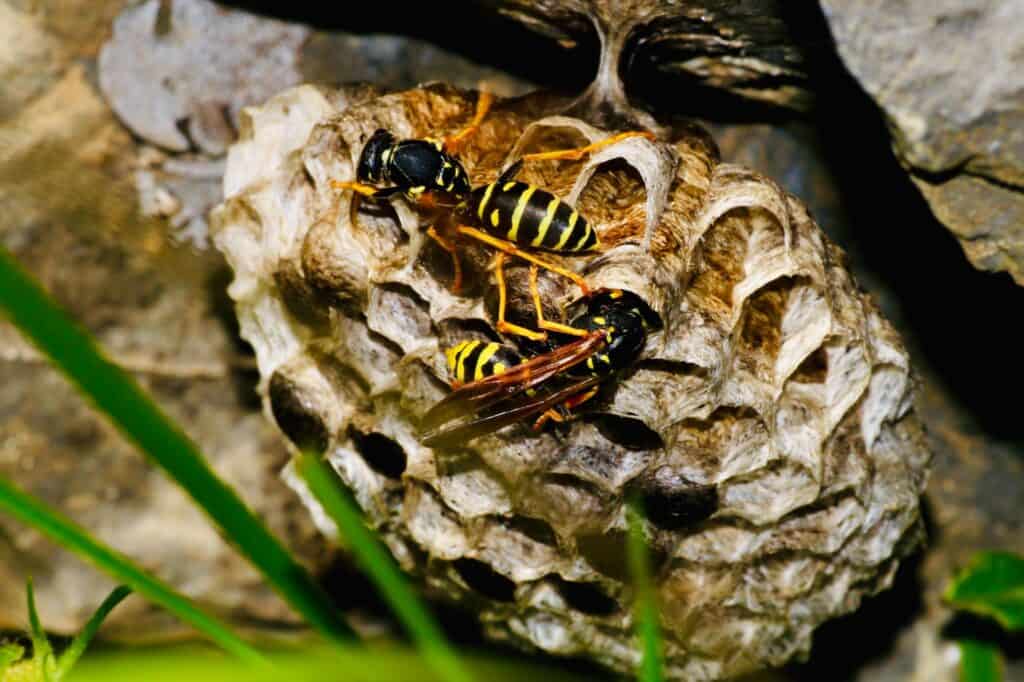 Wasp nests are found in various location