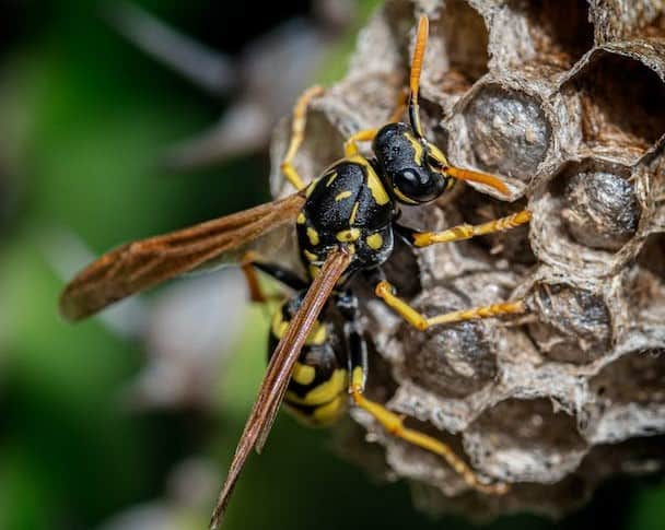 Wasps use Wood Pulp