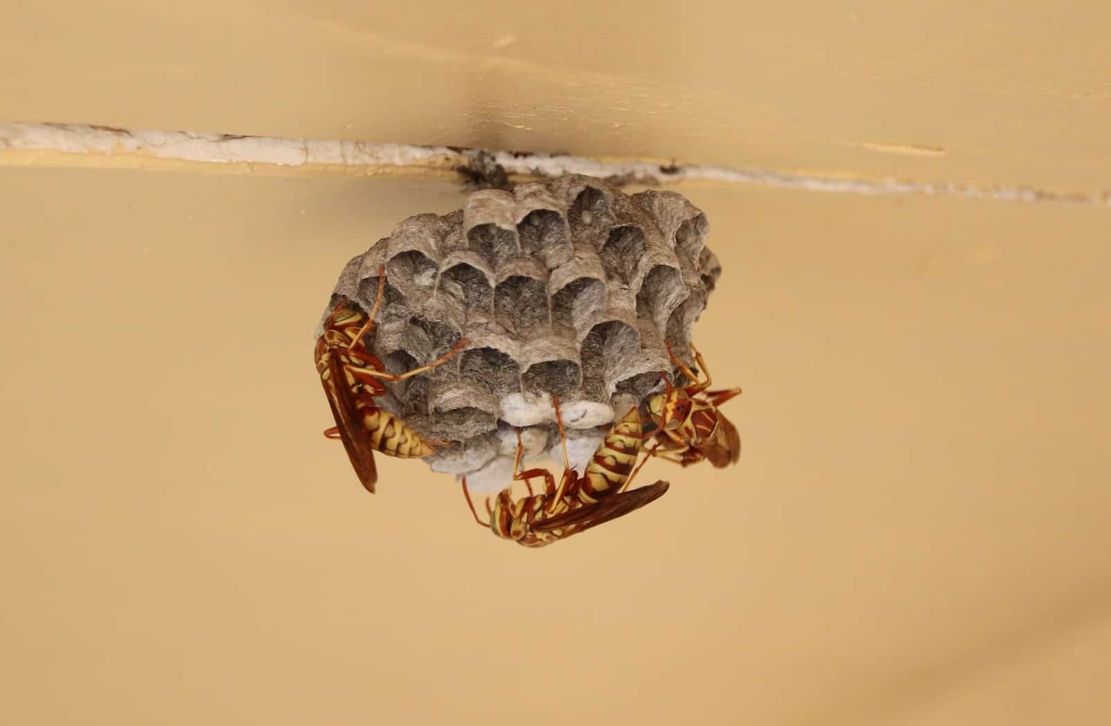 Wasp Nest vs. Bee Nest? How Can You Tell The Difference? - Beekeeping 101