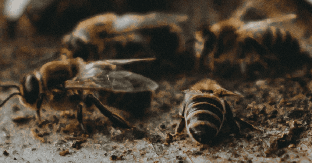 Worker bee dies after stinging