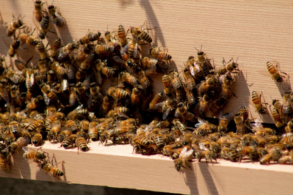 A healthy hive
