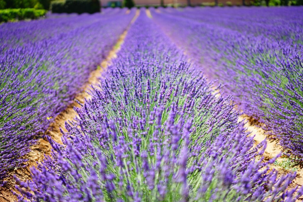 Beehives placed in the heart of lavender fields