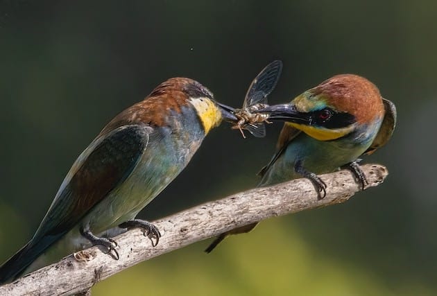 Birds eating bee