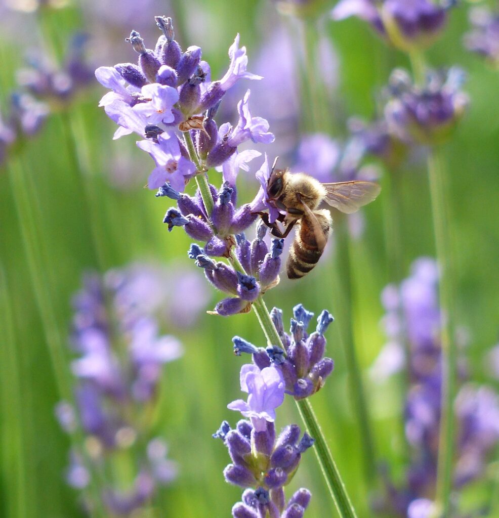 Honey bee on wonderful lavender flowers