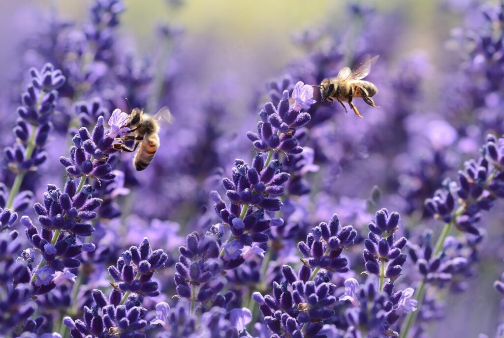 Honeybees gather delicious nectars from a lavender flower