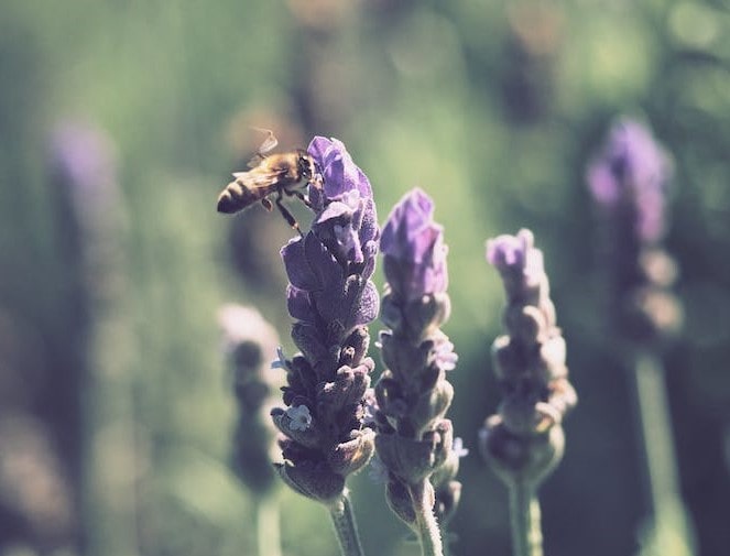 How is Lavender Honey Produced