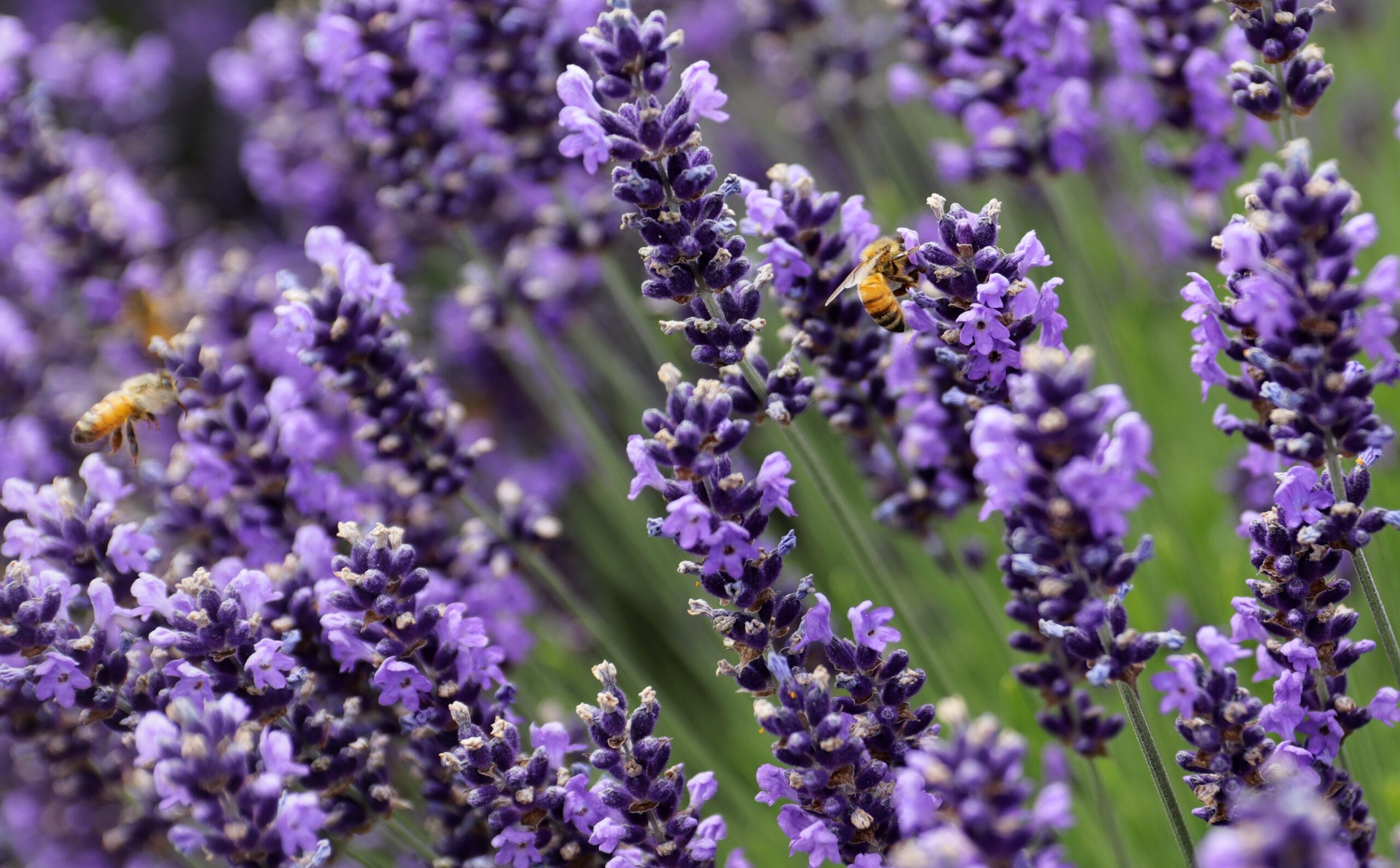 What is Lavender Honey?