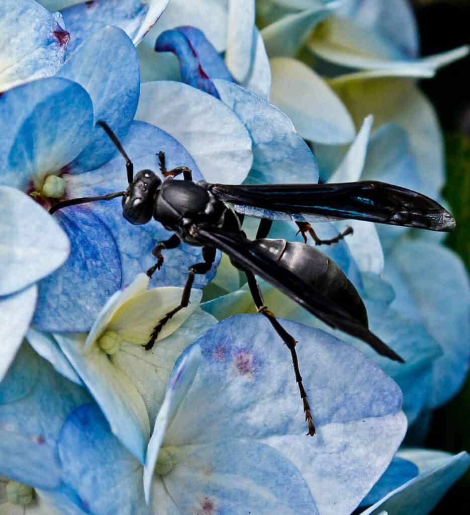 A type of wasp