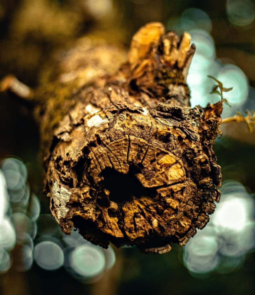 A yellow jacket may establish a new nest in hollow trees