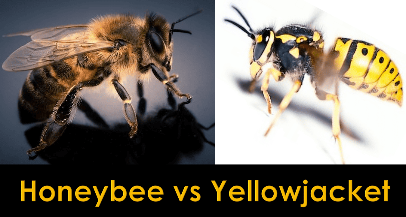 Honey Bee Vs. Yellow Jacket