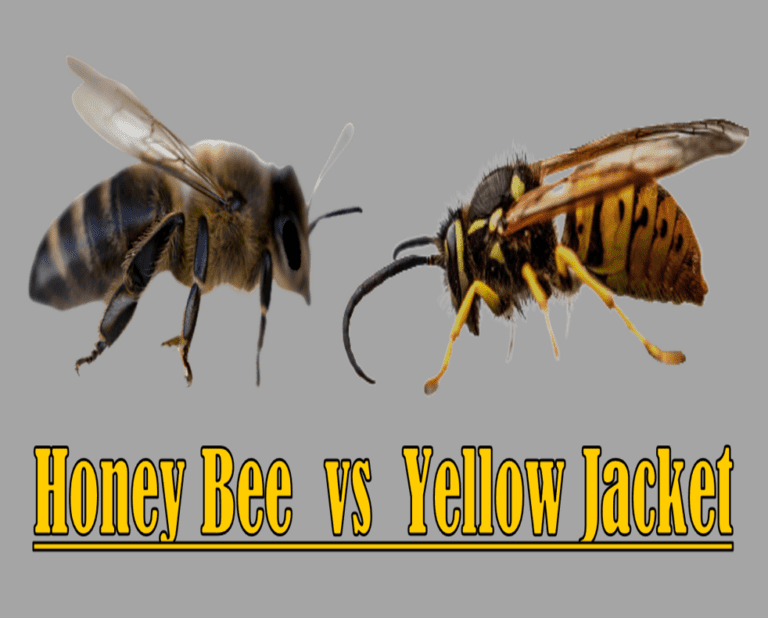 Honey Bee Vs Yellow Jacket 1 768x618 