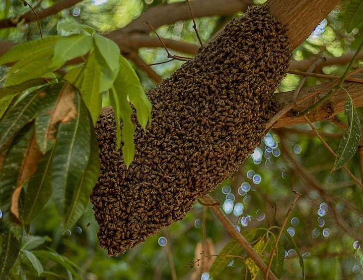 Honeybee hive