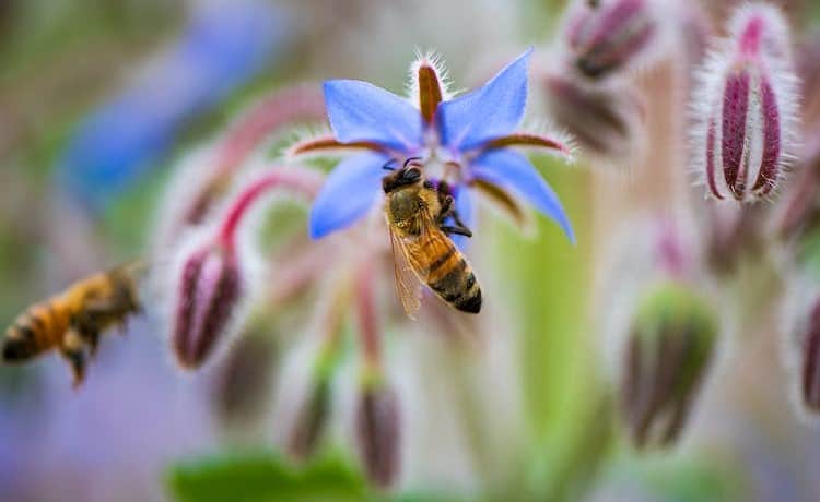 Honeybees pollinating flowers