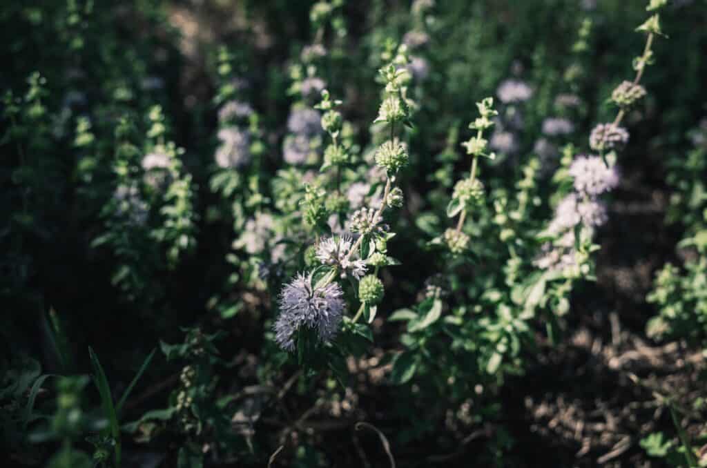 Plant pennyroyal in your garden to keep bees and wasps away