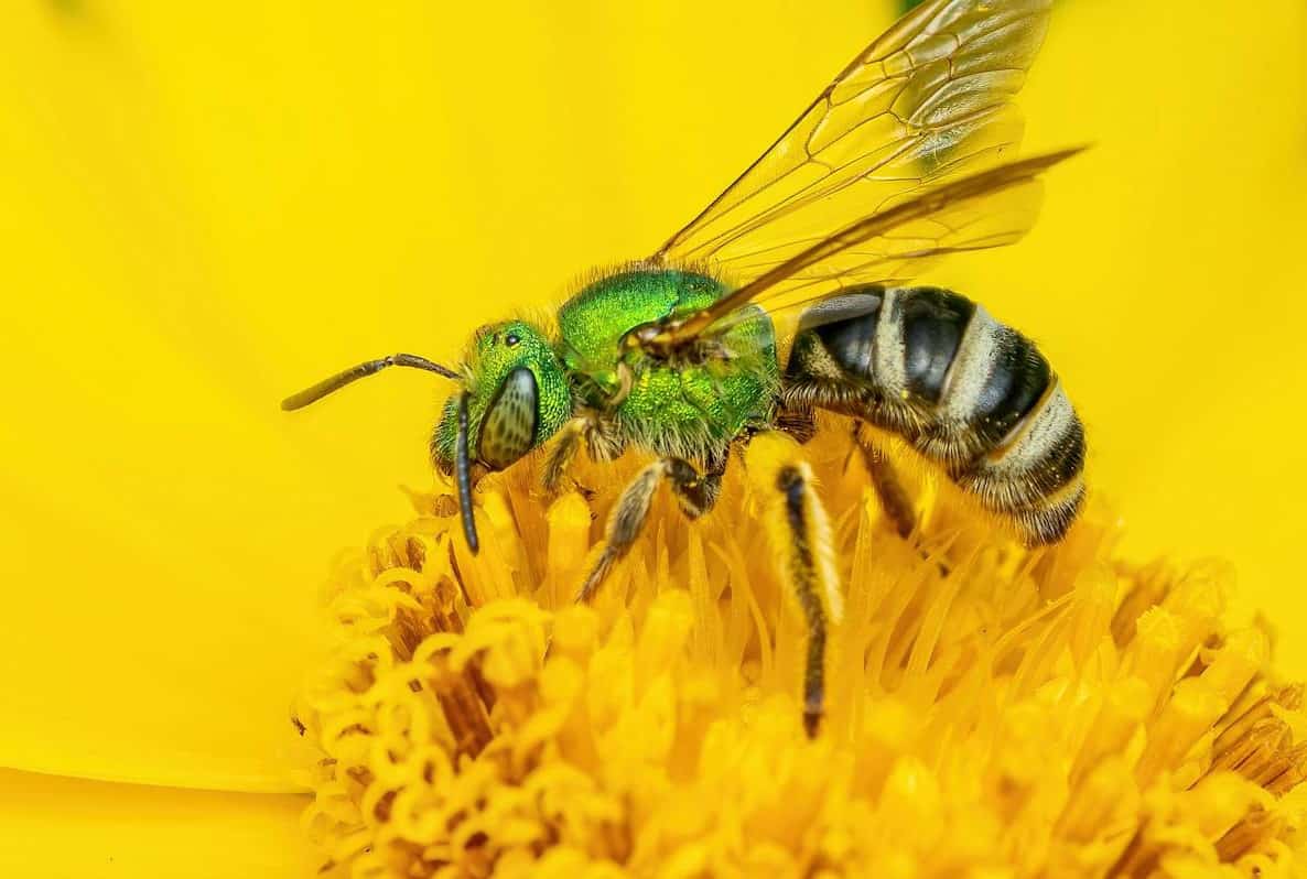 Plants that Repel Wasps