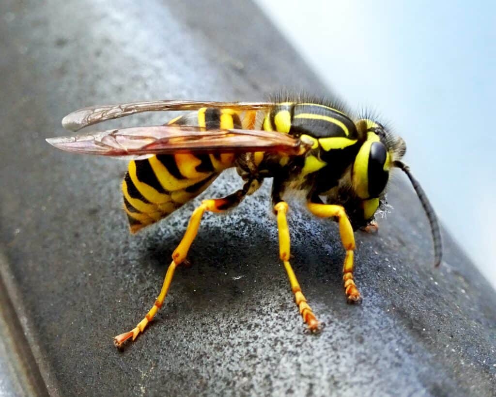 Yellowjacket looking like a honeybee