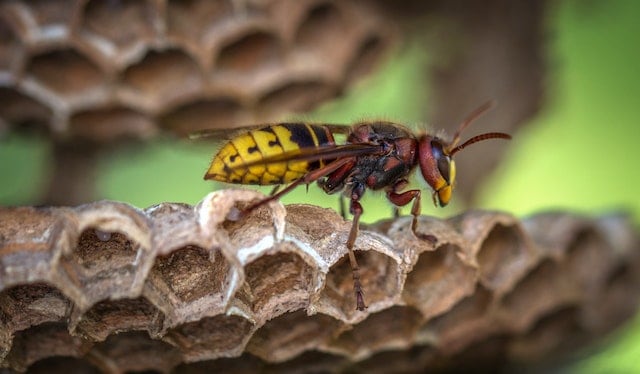 plants that repel wasps