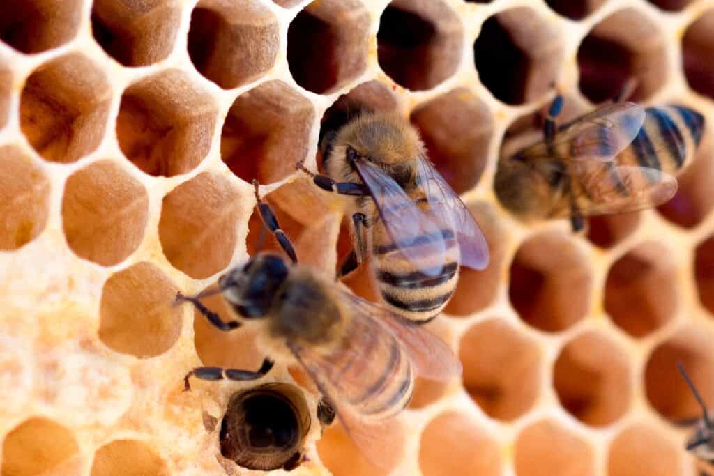 Bees make honeycombs inside the hive to store honey