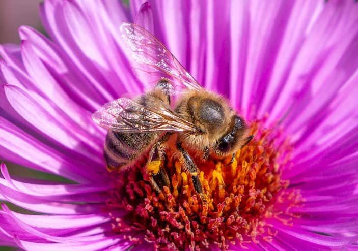 Bees may even sleep on flowers