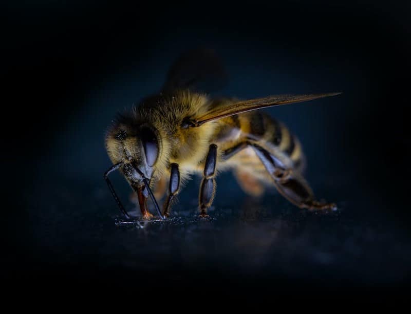 Bees sleep for better memory