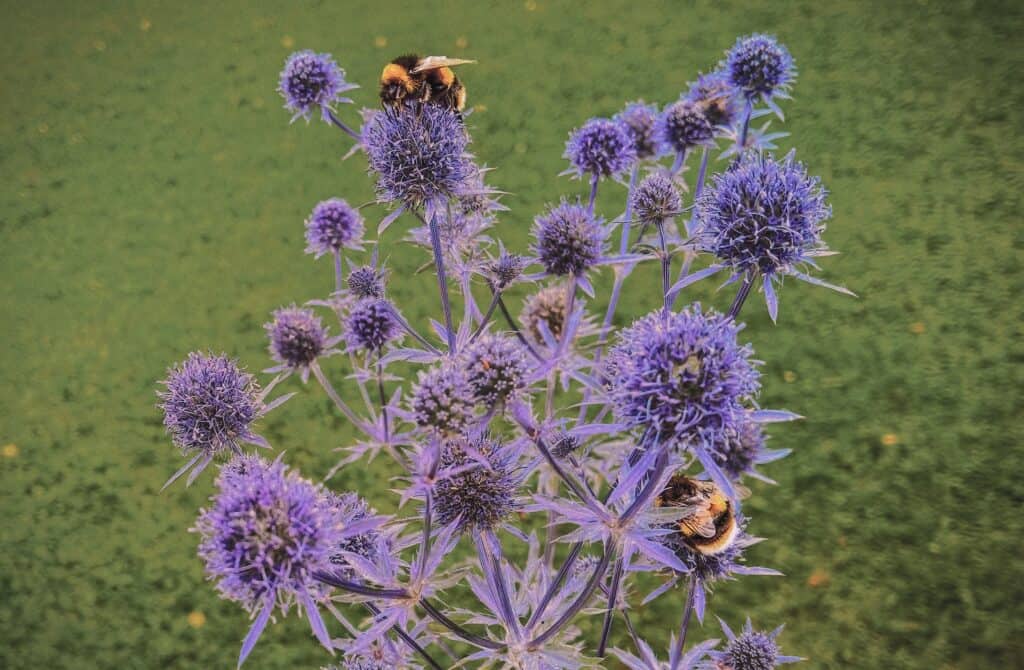 Bumble bees out of their nest, flying to gather pollen