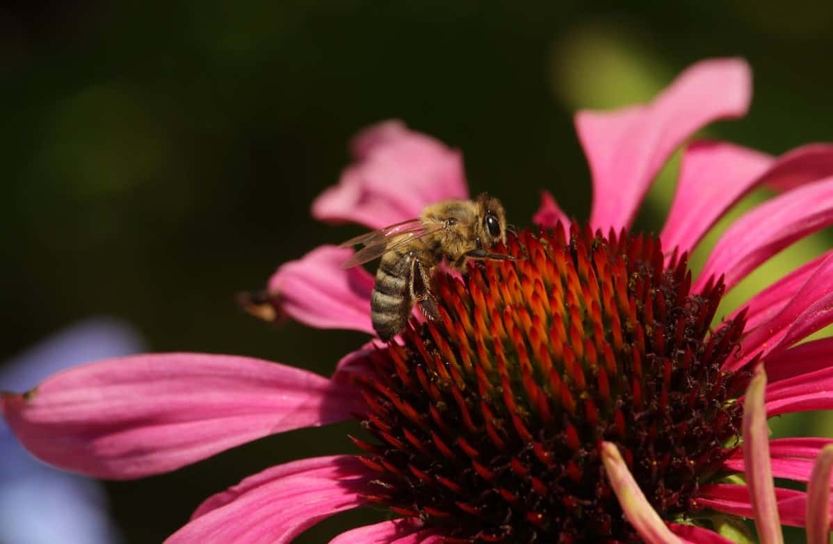 Exploring The Sleeping Habits of Honey Bees