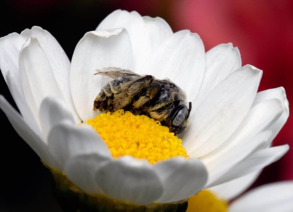 Honey bees sleep in flowers