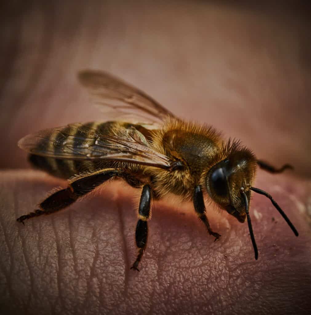 Just like honey bees and bumble bees, nocturnal bees would sting humans if there's a threat to themselves or their hive