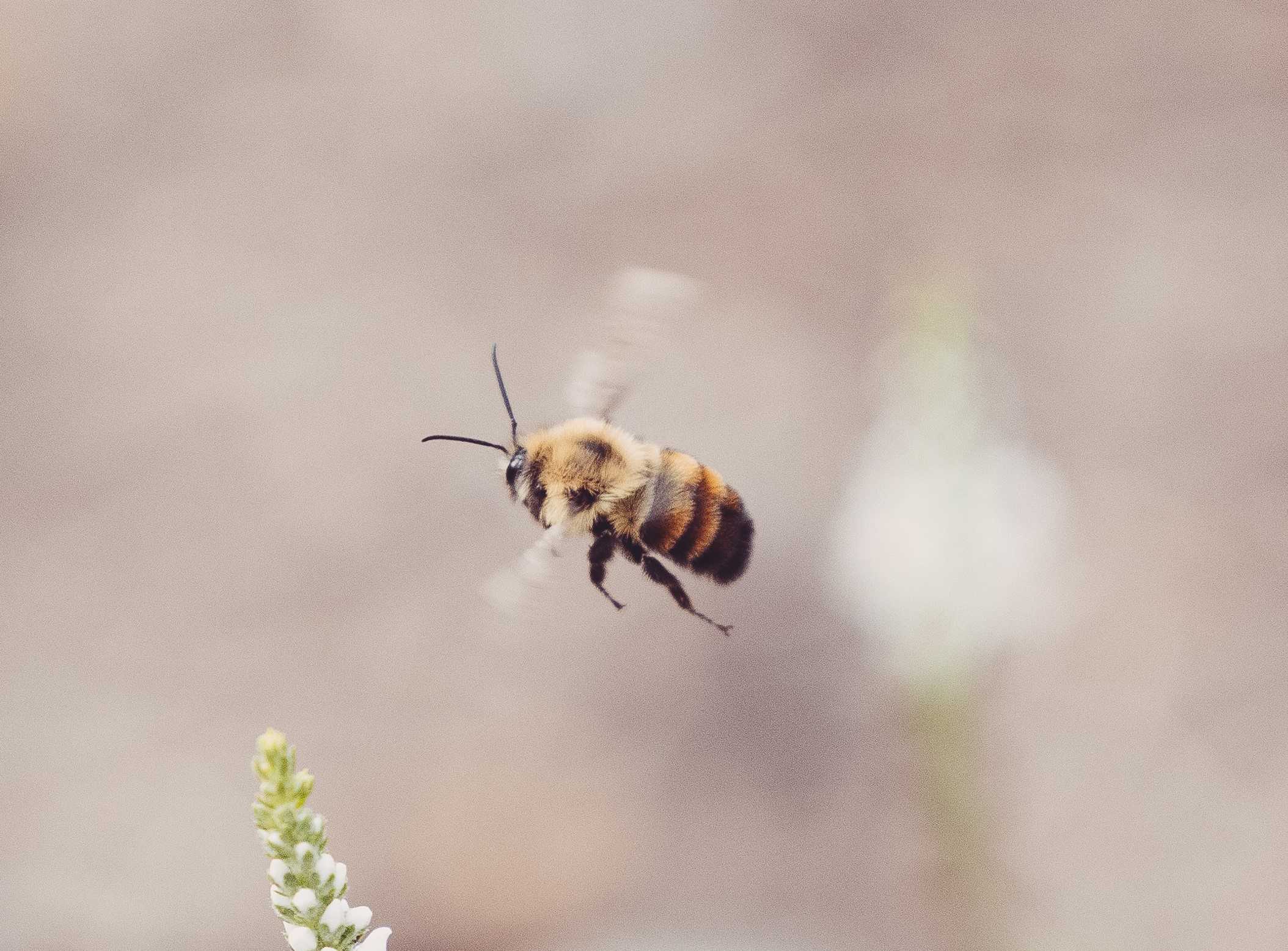 What Do Drone Bees Do?